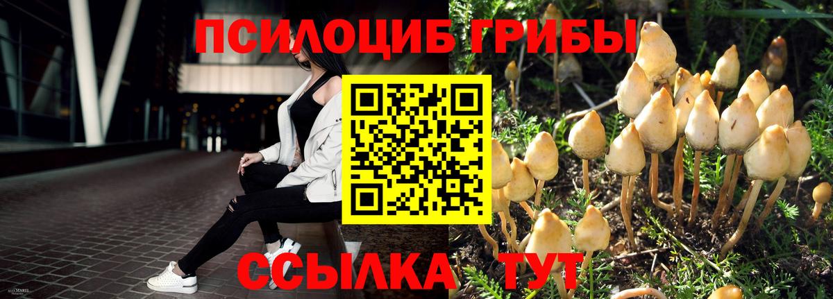 Псилоцибиновые грибы Cubensis  Вход с VPN  Гай 